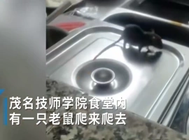 广东某学校食堂出现老鼠横行现象，老鼠在菜盆上舔食汤汁。-而安资源分享网