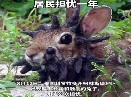 美国一社区遭遇“变种怪兔”入侵  异状头部现诡异黑角与触手-而安资源分享网